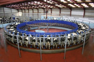 Rotary Milking Parlour2